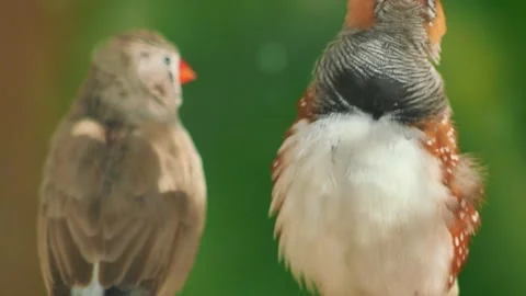 Two small zebra finches perched together closely on a blurred green backgroun Stock Footage 332407686