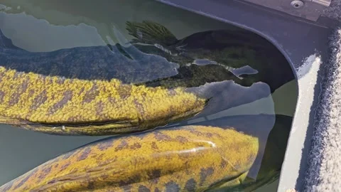 Two smallmouth bass swim side by side in an aerated live well, showing bronze Stock Footage 340264588