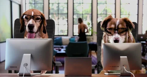 Two smart-looking dogs with glasses working in an open space office acting funny Stock Footage 234104124