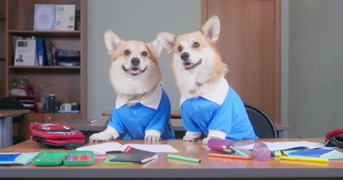 Two smart Welsh corgi pembroke or cardigan dogs in uniform obediently sit at Stock Footage 166816211