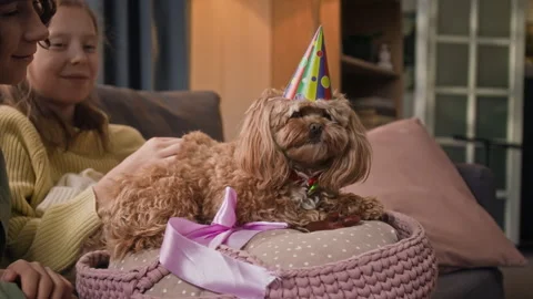 Two Smiling Kids Watching Cute Small Dog with Birthday Hat Relaxing on Soft Bed Stock Footage 330121168