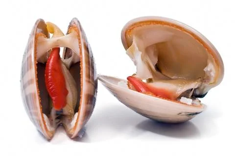 Two smooth clams. Stock Photos
