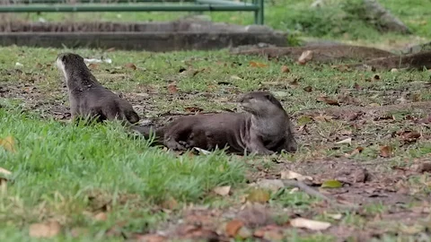 Two smooth coated otter (Lutrogale perspicillata) are drying their skin on Stock Footage 116294002