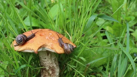 Two snail are slowly crawling on the mushroom cap Stock Footage 112563867