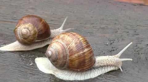Two snail crawl and play on the wooden table Stock Footage 51347643