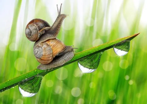 Two snail on dewy grass Stock Photos
