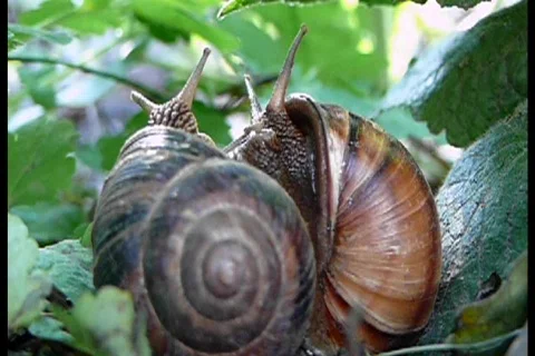 Two snail Stock Footage