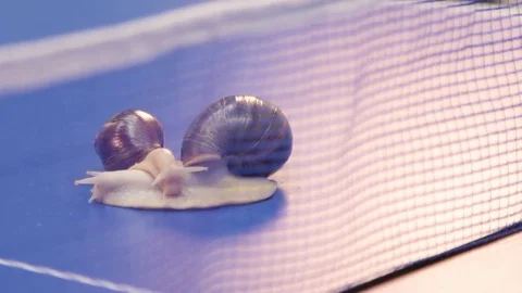 Two snail fullfocus Stock Footage 83450487