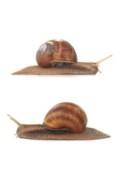 Two snail isolated on a white background Stock Photos