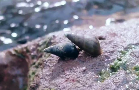 Two snail romantic Video stock 221953166