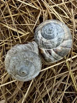 Two Snail Shells On Dry Grass Natural Texture Stock Photos