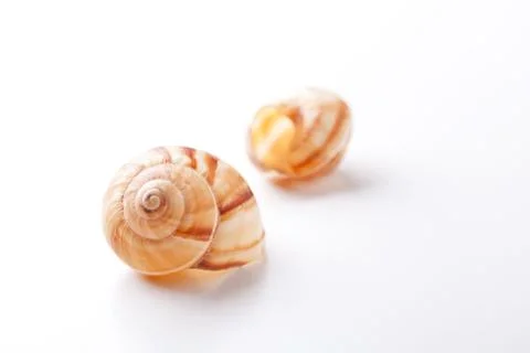 Two snail shells Stock Photos