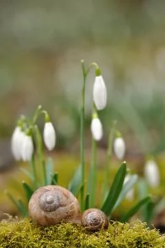 Two snail shells with snowdrops in background Stock Photos