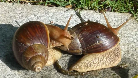 Two snails are crawling Video stock 137288480