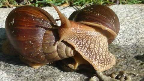 Two snails are crawling Stock Footage 137289516