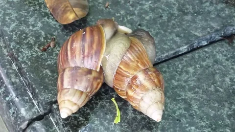 Two snails are crawling Video stock 137428847