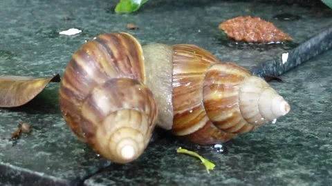 Two snails are crawling Stock Footage 137428937