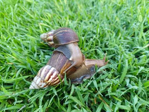 Two snails are mating on dewy green grass. Stock Photos