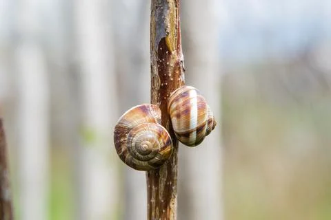 Two snails are sitting close to each other on a thin tree trunk Stock Photos