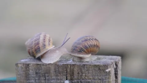 Two snails are sitting on a fence. Close-up Stock Footage 278909800