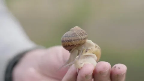 Two snails are sitting on the hand. Close-up Stock Footage 278909523