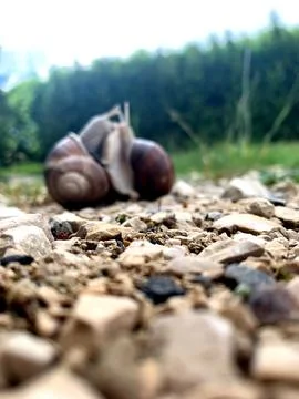 Two snails are slowly moving over a bed of gravel, with lush greenery in th.. Stock Photos