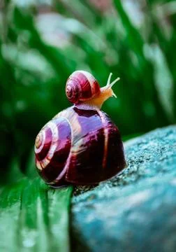 Two snails, big and small, natural background, macro view.  A couple of beaut Stock Photos