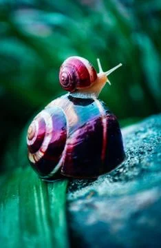 Two snails, big and small, natural background, macro view.  A couple of beaut Stock Photos