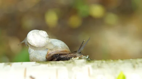 Two snails on birch wood Stock Footage 37535578