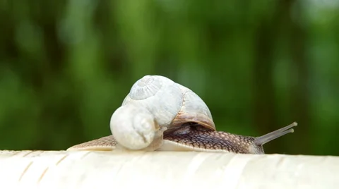 Two snails  on birch wood Stock Footage 37535830