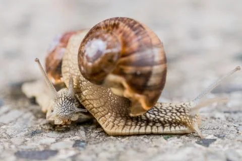 Two snails on blurred macro background. Helix pomatia Gastropoda. Roman snail Stockfoto's