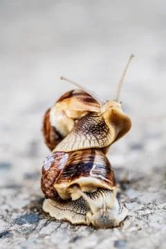 Two snails on blurred macro background. Helix pomatia Gastropoda. Roman snail Stock Photos