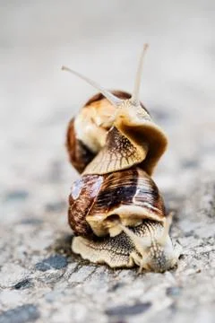 Two snails on blurred macro background. Helix pomatia Gastropoda. Roman snail Stock Photos