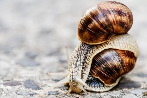 Two snails on blurred macro background. Helix pomatia Gastropoda. Roman snail Stockfoto's