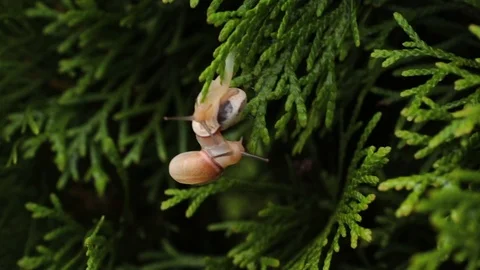 Two snails on a branch Video stock 113132552