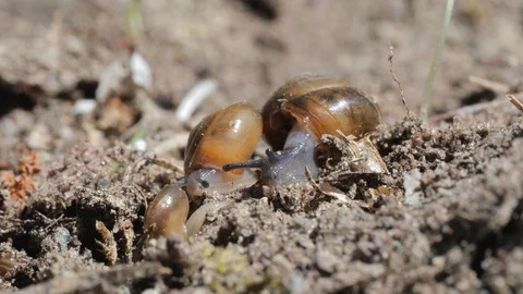 Two snails burrow into a hole while an ant runs away Stock Footage 129859232