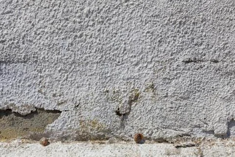 Two snails chose to sleep with each other on a rugged white wall. Stock Photos