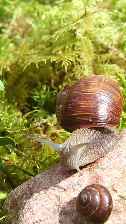 Two snails climbing mossy rock in forest macro view Stock Footage 318355260