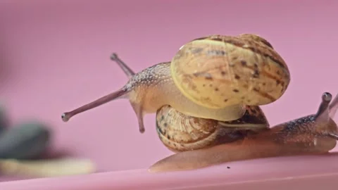 Two Snails Climbing Over Each Other Macro 스톡 동영상 331348226