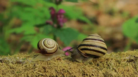 Two snails. Close up. Time lapse Stock Footage 23266199