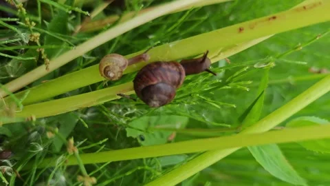 Two snails crawl along green grass and yellow stems Stock Footage 336686857