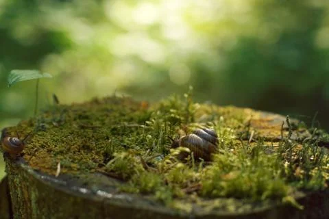 Two snails crawl along a large stump, covered with moss in the forest in the  Stock Photos