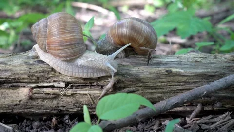 Two snails crawl on a damp log among ants and worms in the garden Video stock 89975704