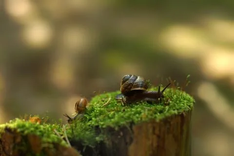 Two snails crawl in different directions in the early morning on a stump with Stock Photos