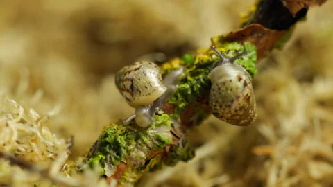 Two snails crawl Stock Footage 120689759