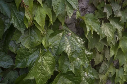 Two snails crawl on leaves after rain. Stockbeeldmateriaal 130366528