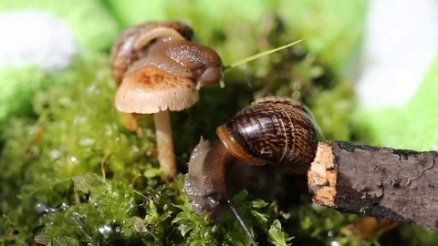 Two snails crawl side by side, close up. Stock Footage 127525425