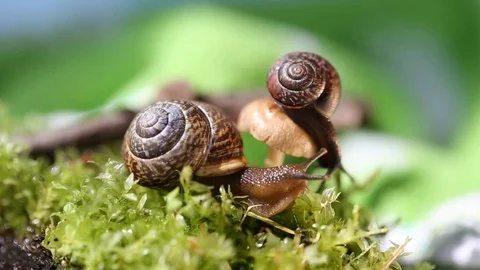 Two snails crawl side by side. Stock Footage 127525996