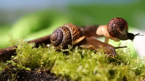 Two snails crawl side by side, close up. Stock Footage 127526131