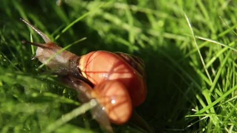 Two snails crawl together on the grass. Stock Footage 243520858